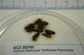 Media type: image; Malacology 383765